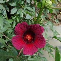 Hibiscus radiatus Cav.
